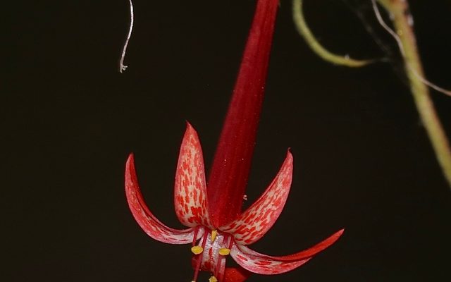 Scarlet Gilia reference