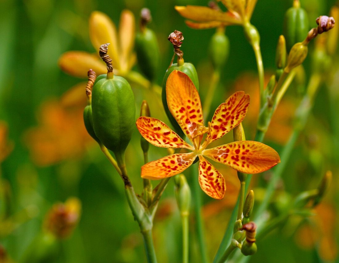 Iris domestica reference