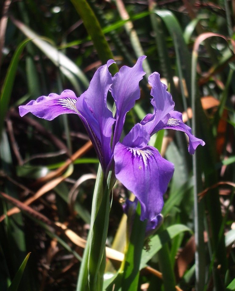 Douglas iris reference
