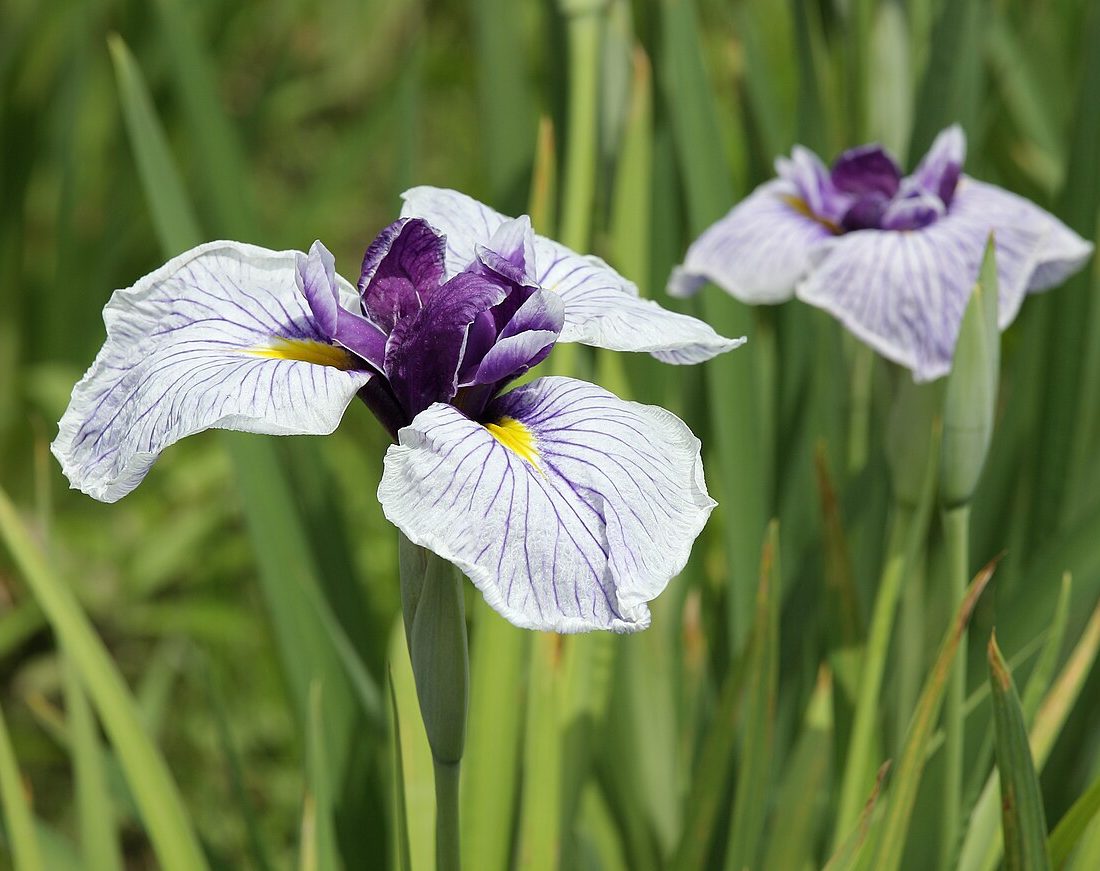 Japanese iris reference