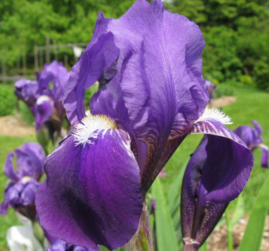 Bearded Iris reference