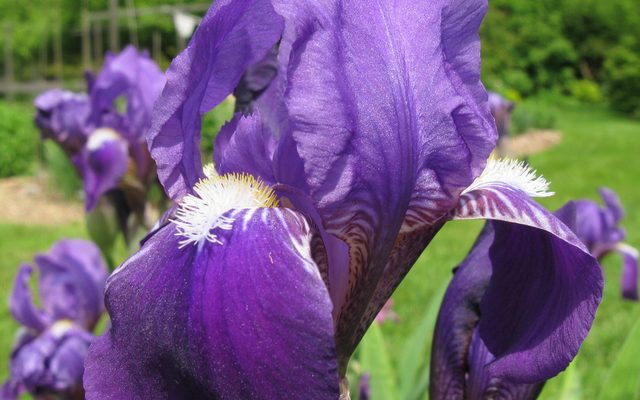 German Iris reference
