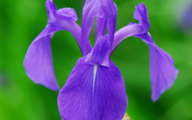 Rabbit-Ear Iris reference
