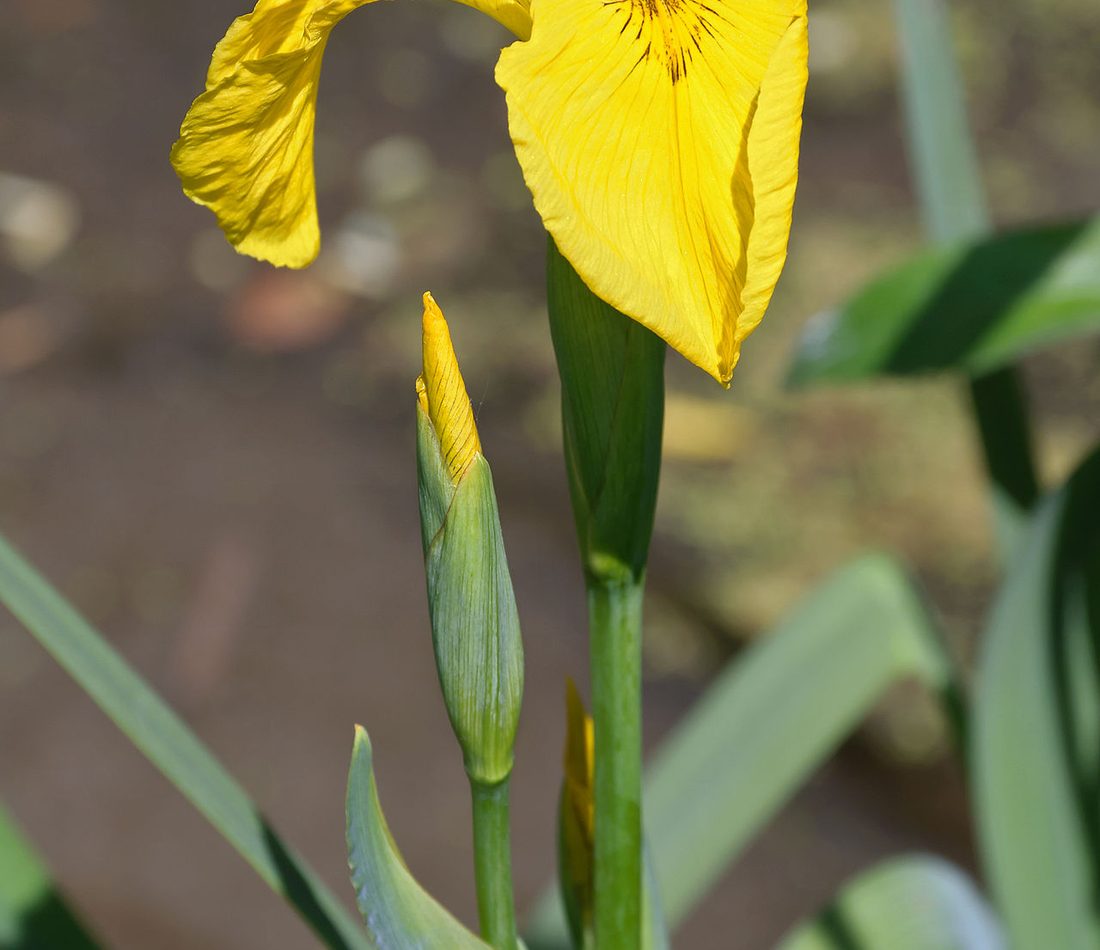 Yellow Iris reference