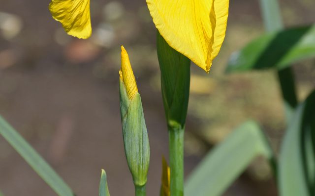 Yellow Flag Iris reference