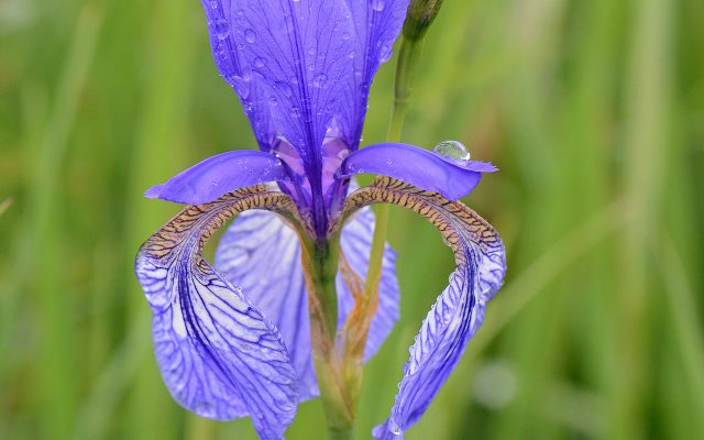 Siberian Iris reference