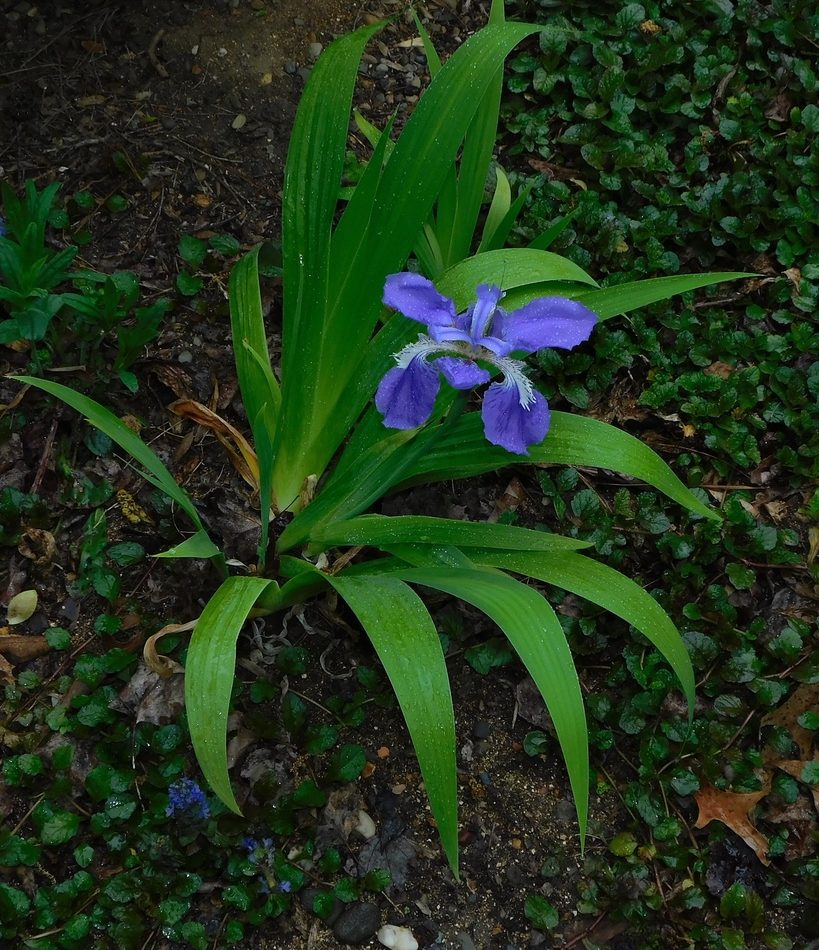 wall iris reference