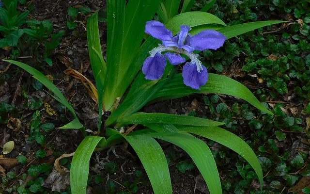 Japanese Roof Iris reference