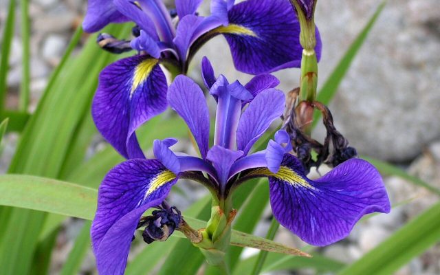 Blue Flag Iris reference