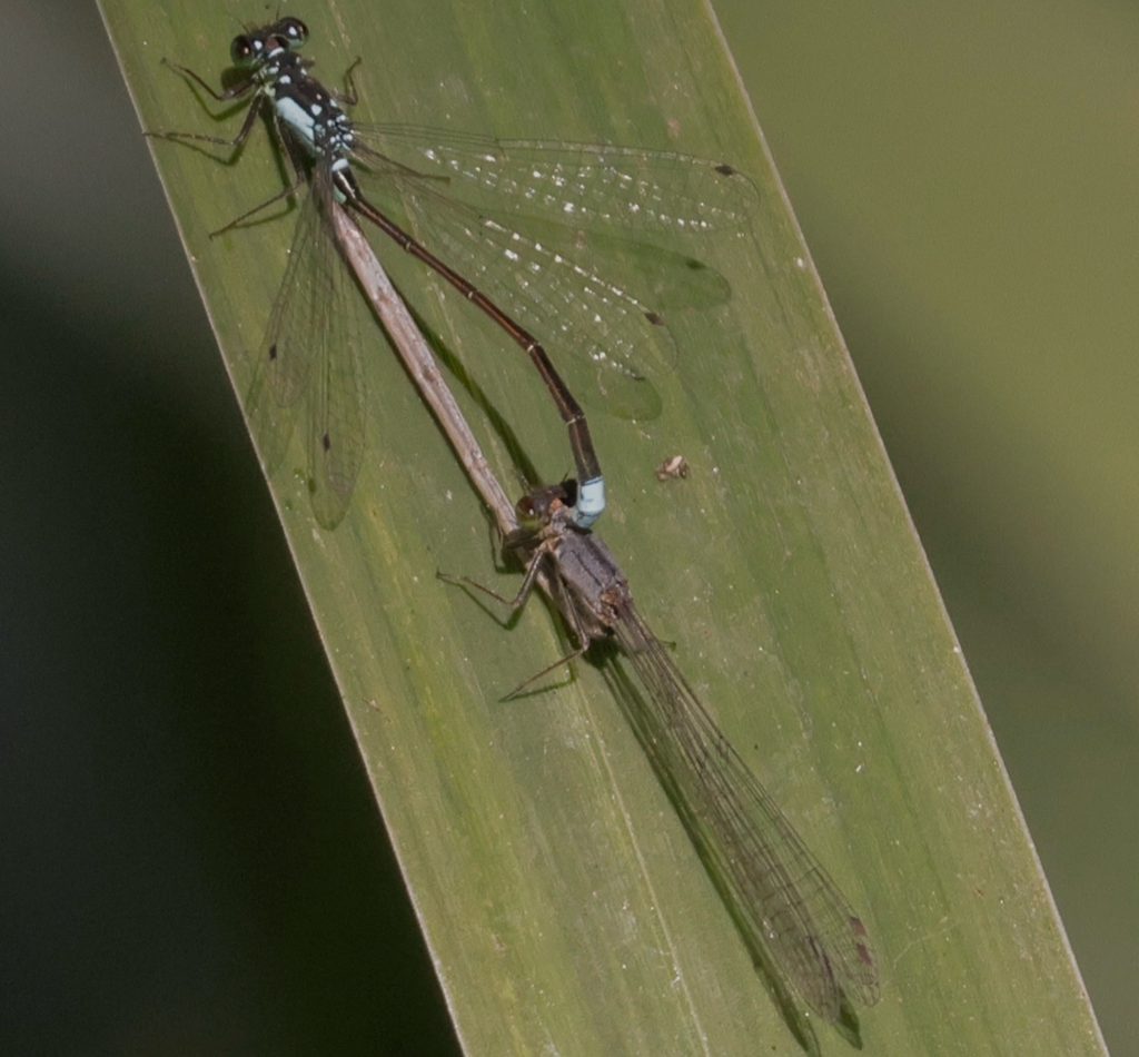 Pacific Forktail reference