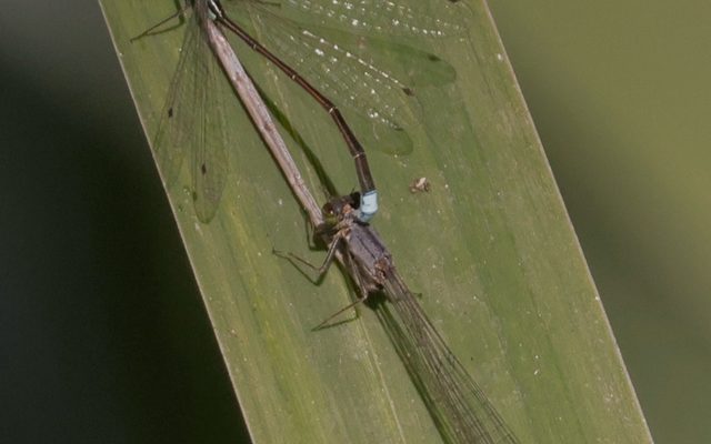 Pacific Forktail reference