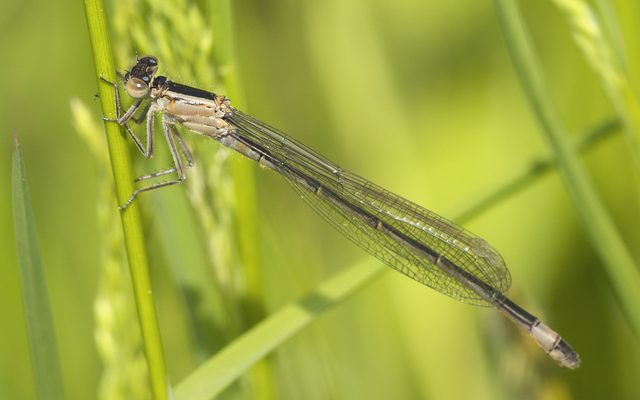 Blue-tailed Damselfly reference