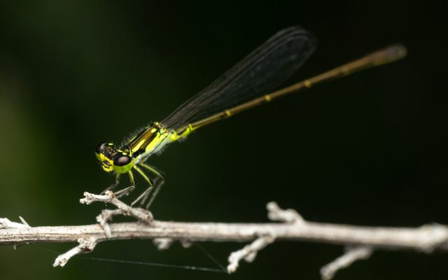 Fragile Forktail reference