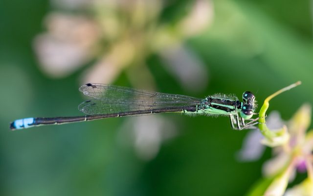 Eastern Forktail reference