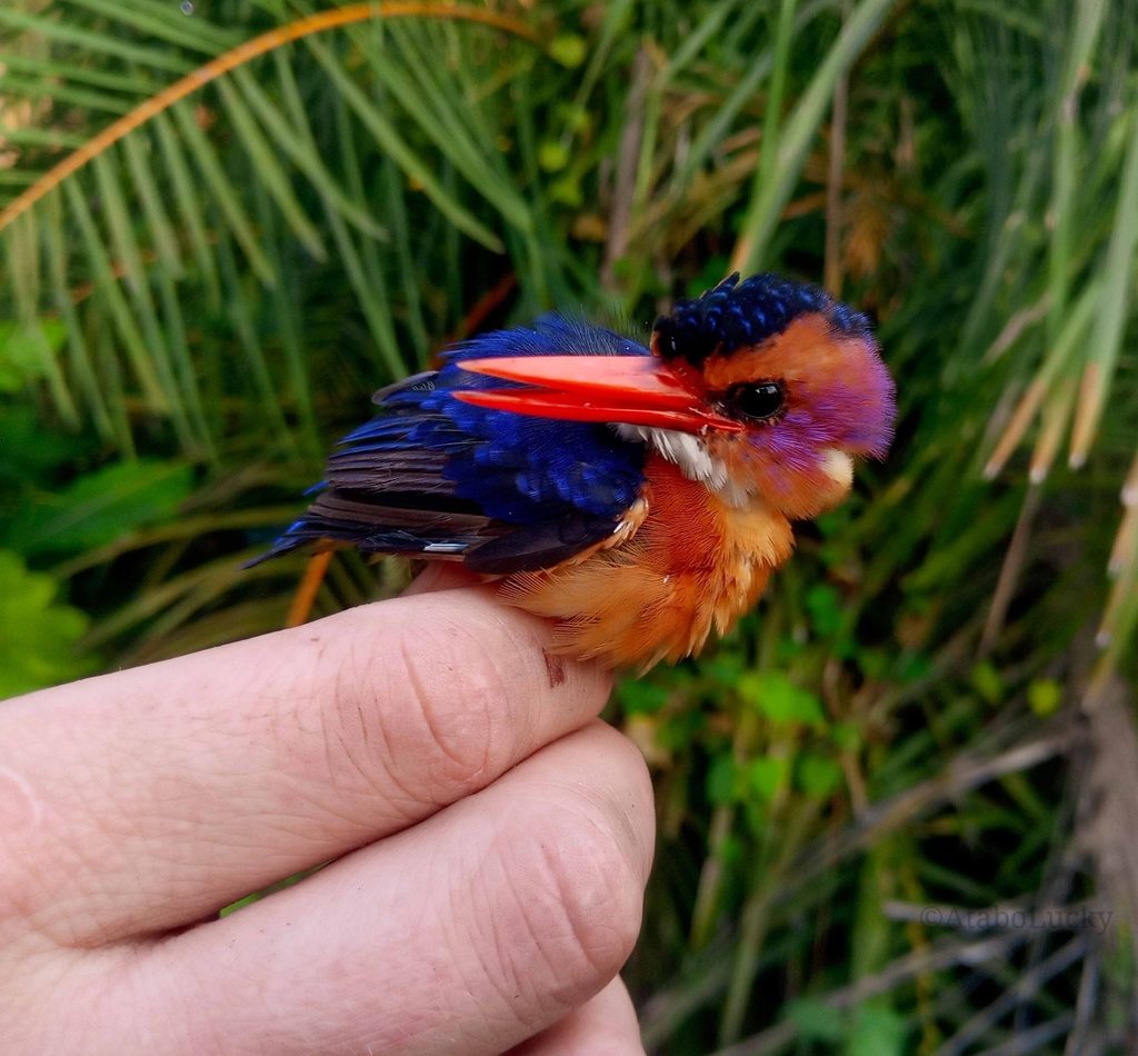 African Pygmy Kingfisher reference