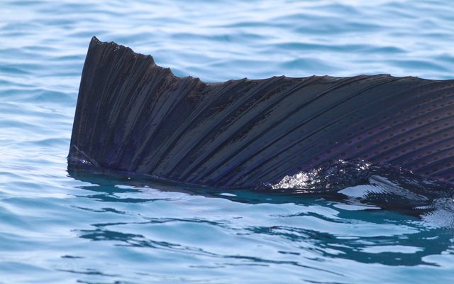 Sailfish reference
