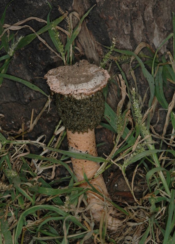 Sandy Stinkhorn reference