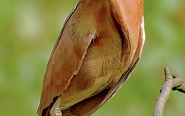 Cinnamon Bittern reference