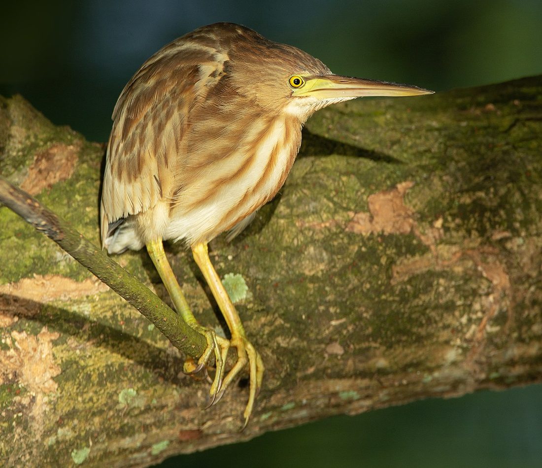 Yellow Bittern reference