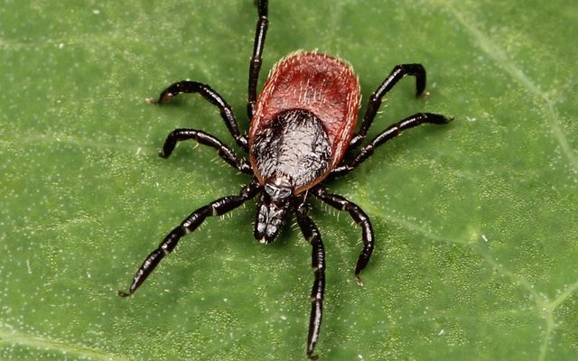 Western Black-legged Tick reference