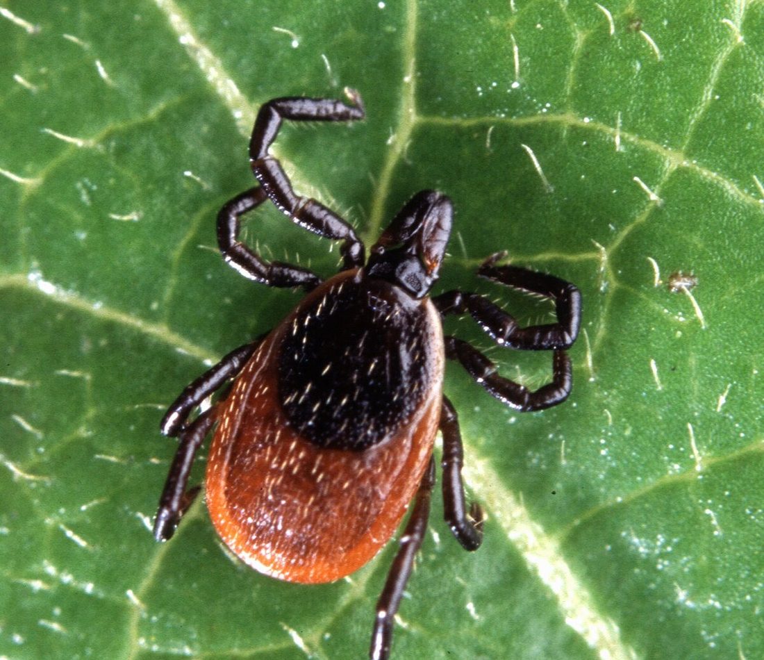Eastern Black-legged Tick reference