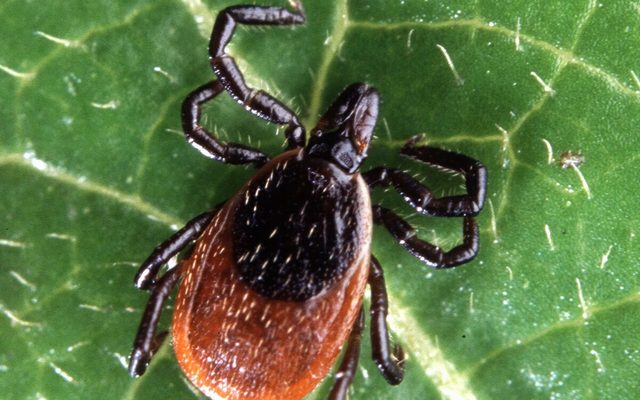 Blacklegged Tick reference