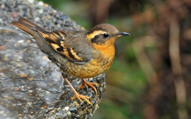 Varied Thrush reference