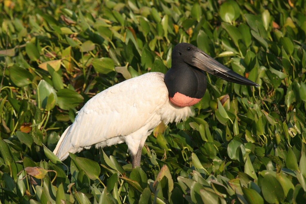 Jabiru reference