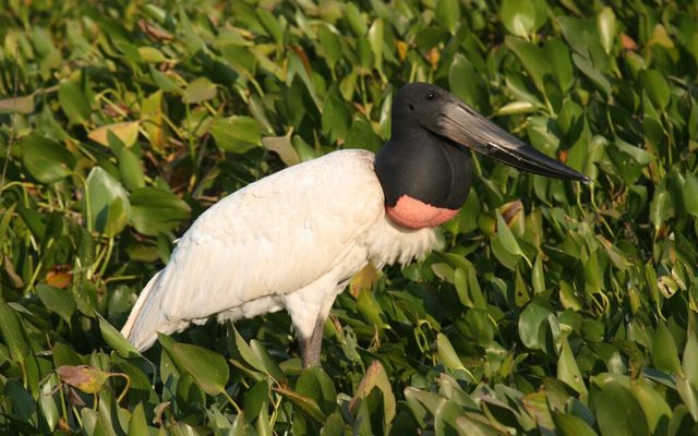 Jabiru reference