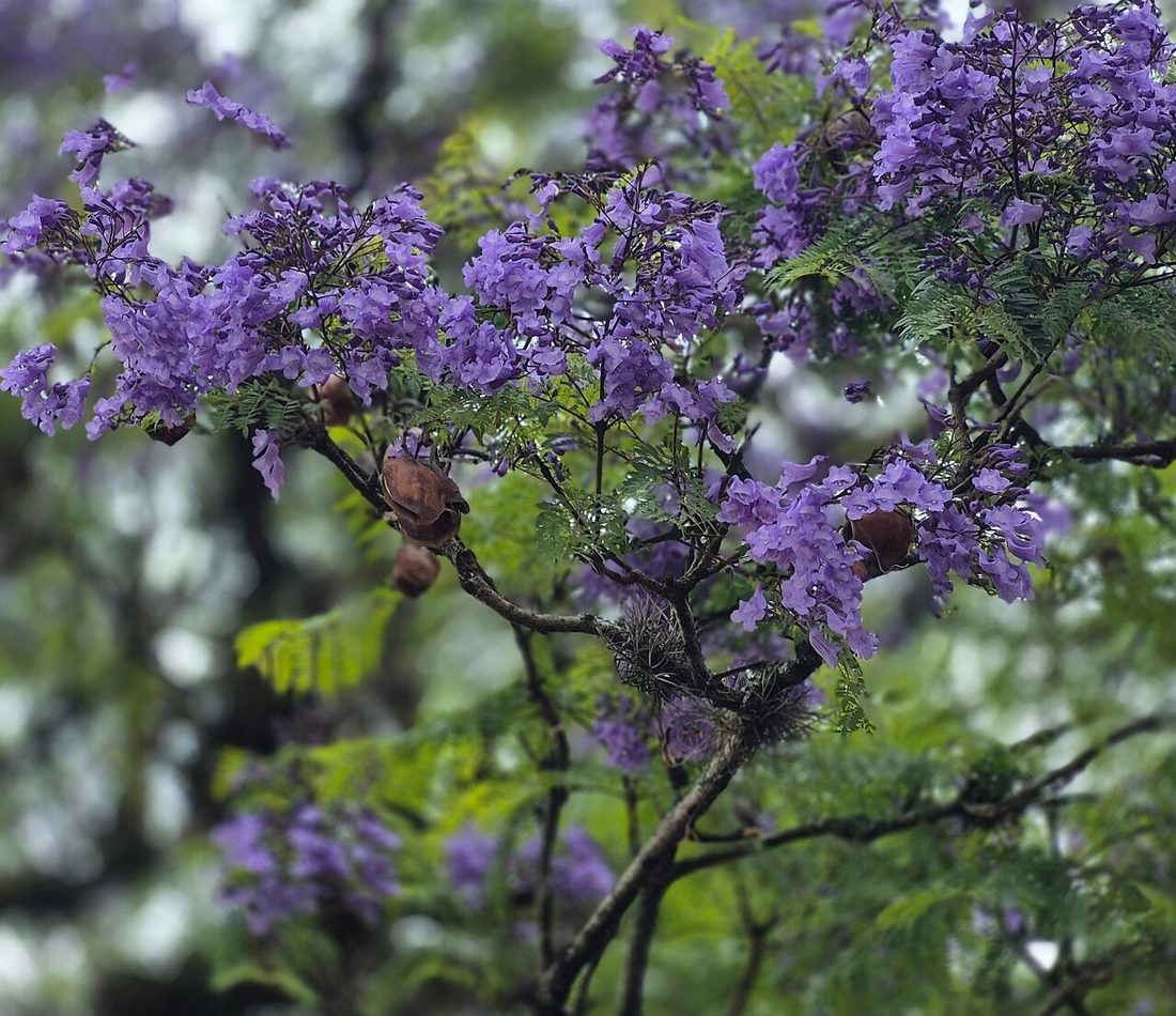 Jacaranda mimosifolia reference