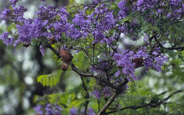 Jacaranda reference
