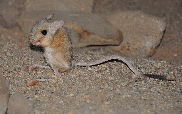 Lesser Egyptian Jerboa reference