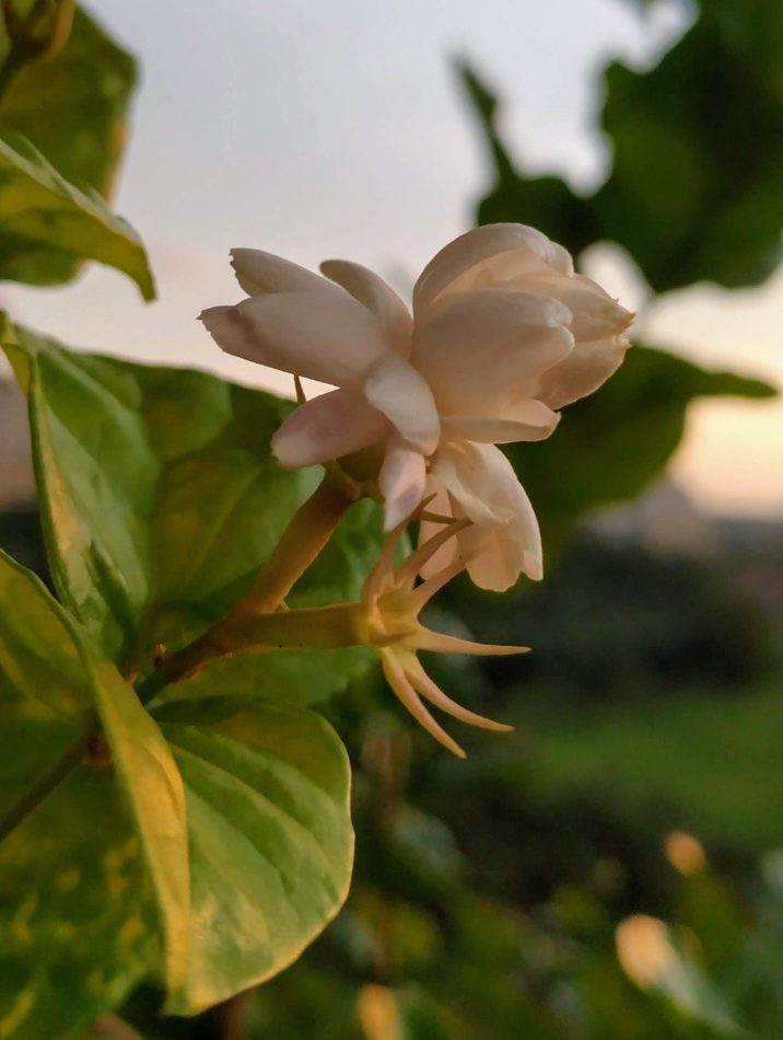 Arabian Jasmine reference
