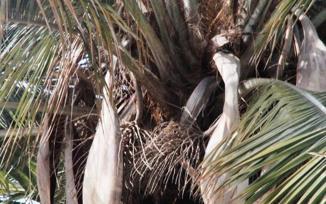 Chilean Wine Palm reference