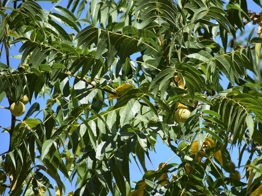 northern California black walnut reference