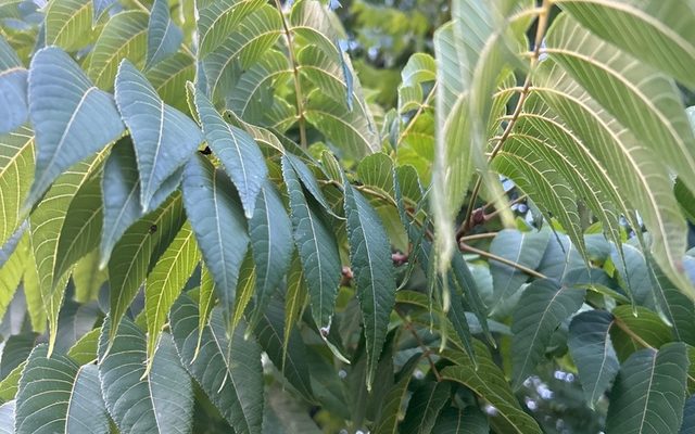 Eastern Black Walnut reference