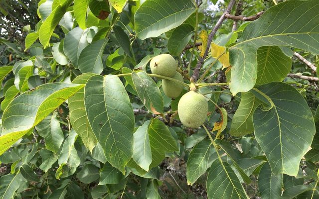 English Walnut reference