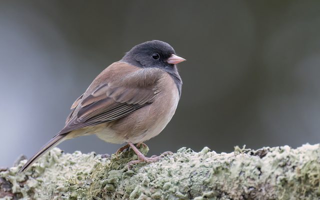 Dark-eyed Junco reference