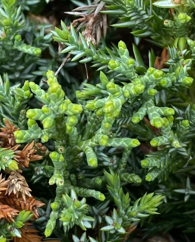 Chinese juniper reference