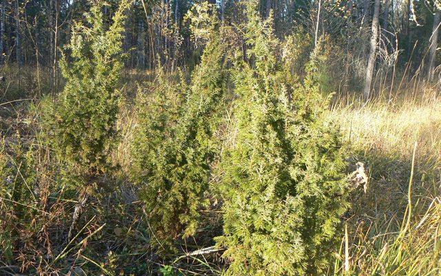 Common Juniper reference