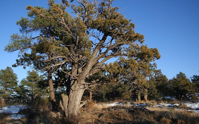 Alligator Juniper reference