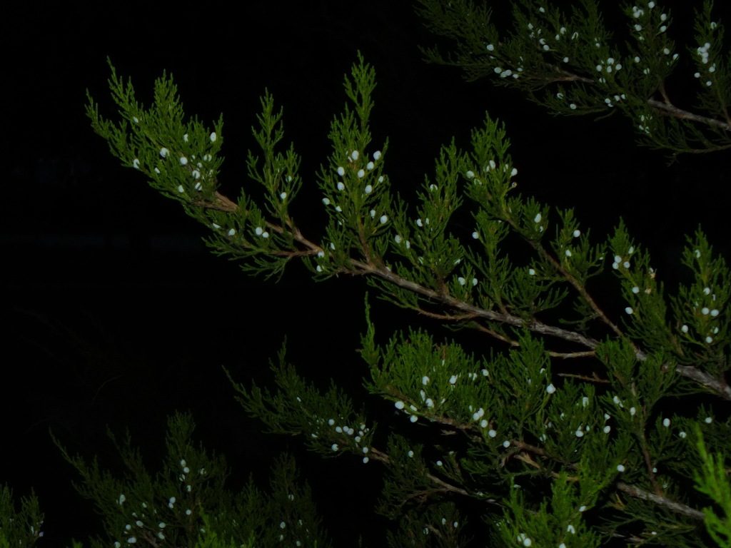 Grecian Juniper reference