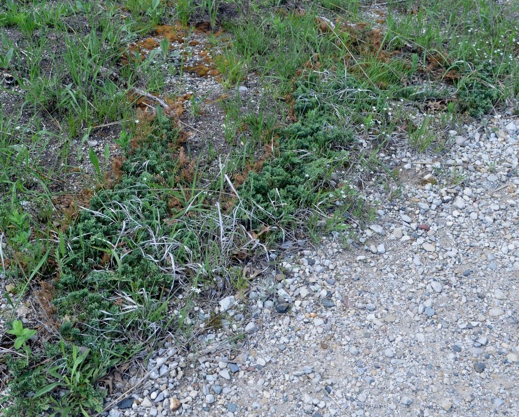 creeping juniper reference