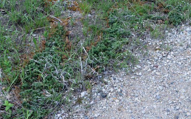 Creeping Juniper reference
