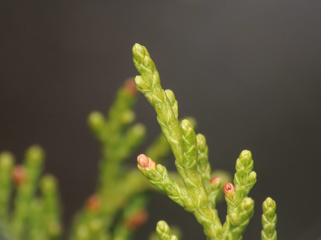 Phoenicean Juniper reference