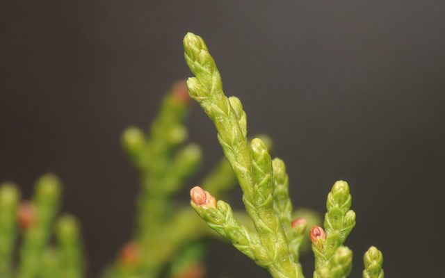 Phoenicean Juniper reference