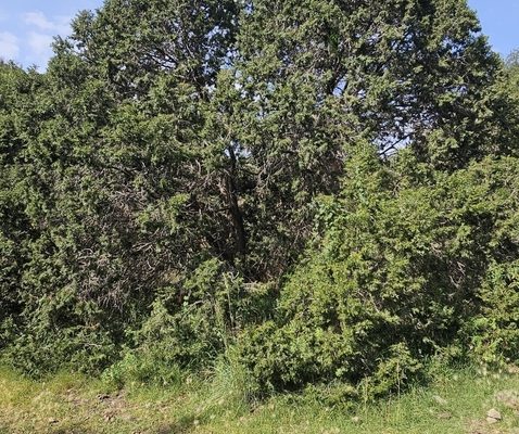 African Juniper reference