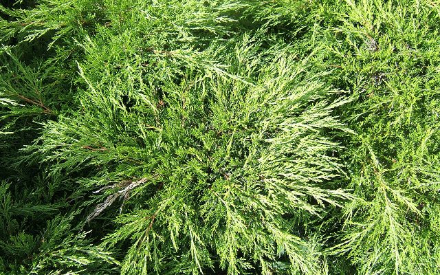 Savin Juniper reference