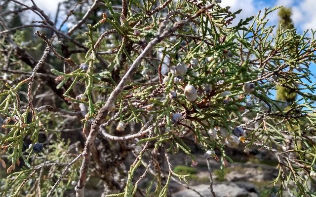 Rocky Mountain Juniper reference