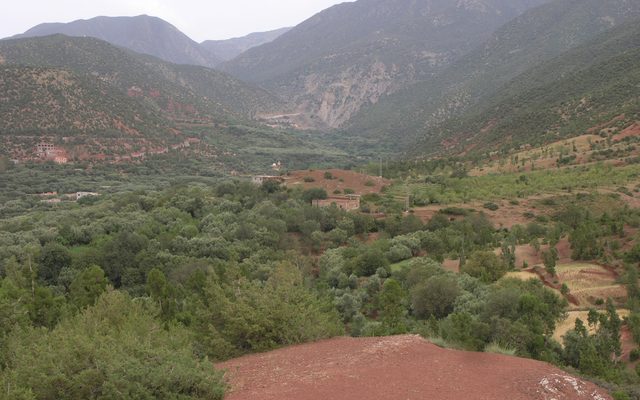 Spanish Juniper reference
